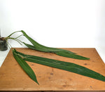 Anthurium Pallidiflorum - XXL Exact Plant #19A