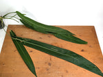 Anthurium Pallidiflorum - XXL Exact Plant #19A