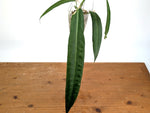 Anthurium Pallidiflorum - XXL Exact Plant #19A