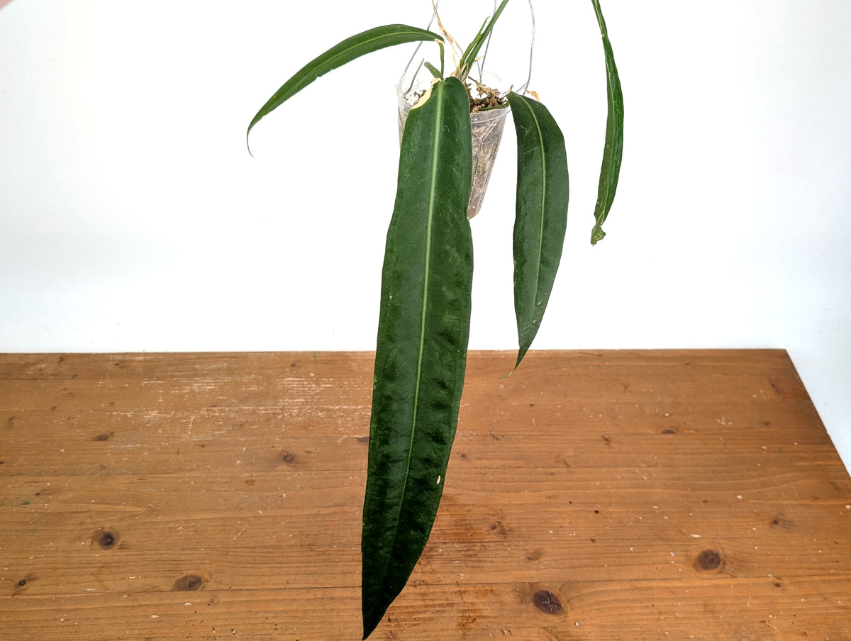 Anthurium Pallidiflorum - XXL Exact Plant #19A