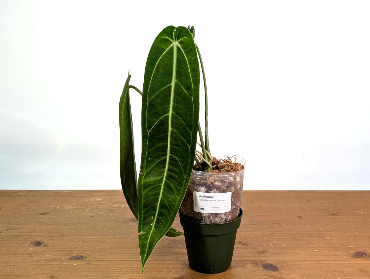 Anthurium Warocqueanum Narrow - Exact Plant #19B - Free 2 Day UPS Air
