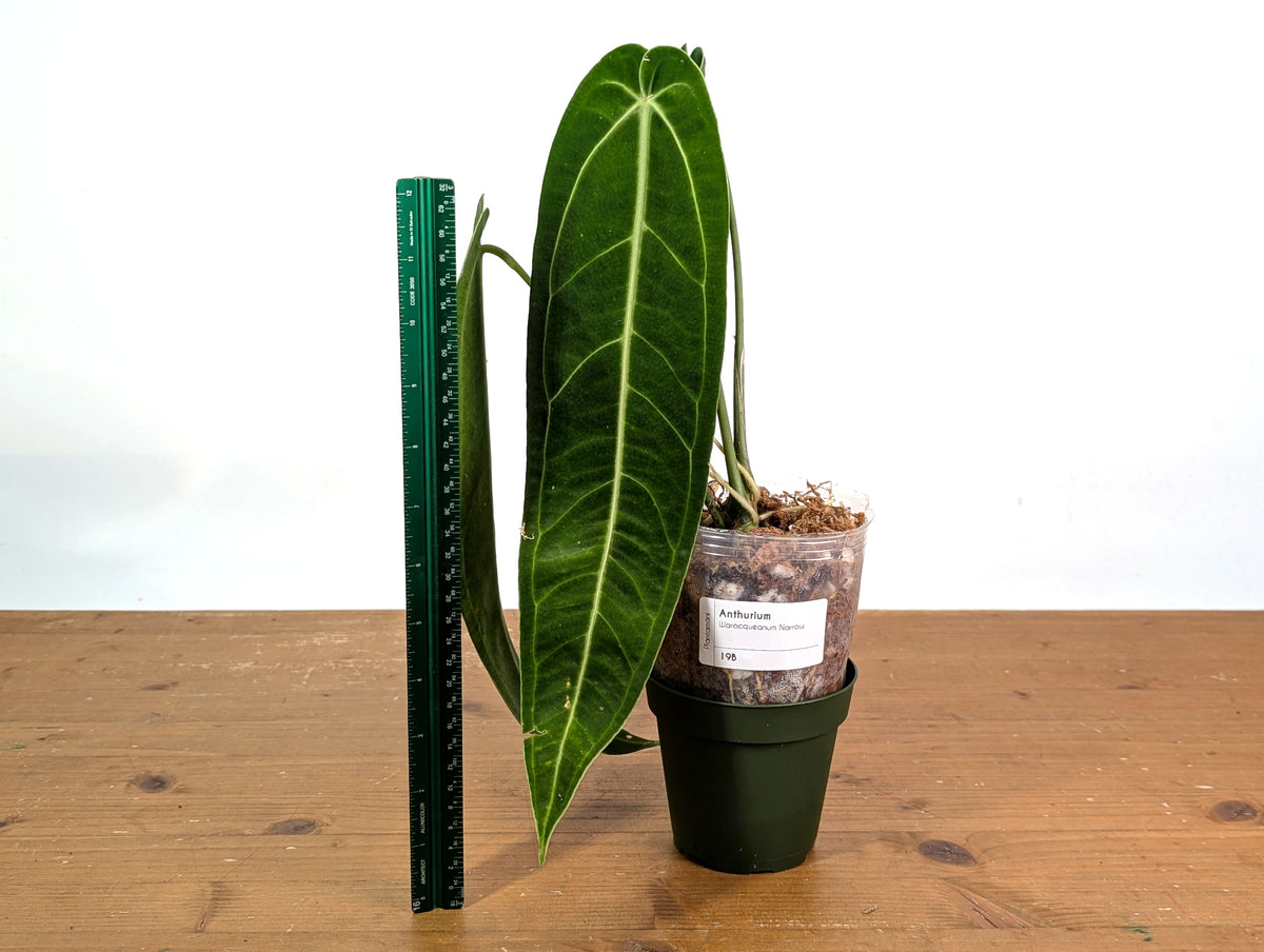 Anthurium Warocqueanum Narrow - Exact Plant #19B - Free 2 Day UPS Air