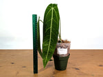 Anthurium Warocqueanum Narrow - Exact Plant #19B - Free 2 Day UPS Air