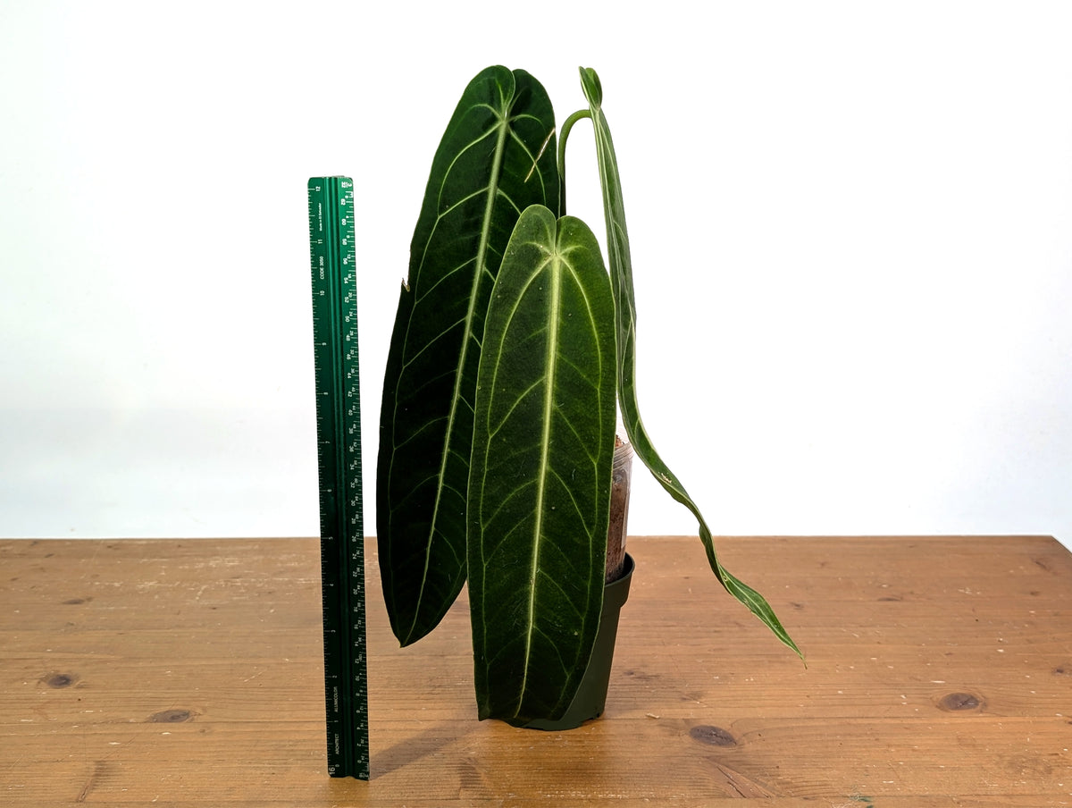 Anthurium Warocqueanum Narrow - Exact Plant #19B - Free 2 Day UPS Air