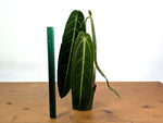 Anthurium Warocqueanum Narrow - Exact Plant #19B - Free 2 Day UPS Air
