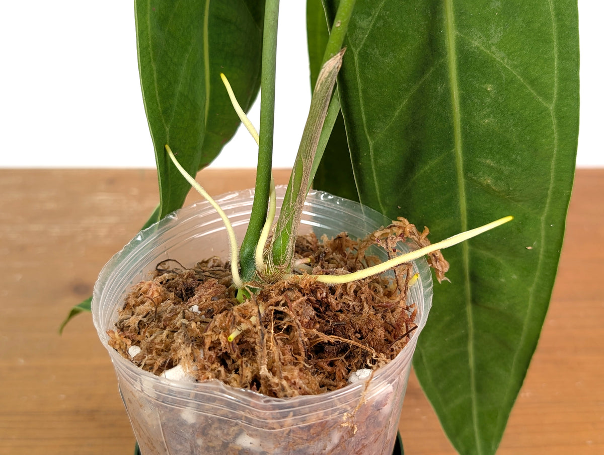 Anthurium Warocqueanum Narrow - Exact Plant #19B - Free 2 Day UPS Air