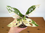 Monstera Adansonii Albo - Exact Plant #19C