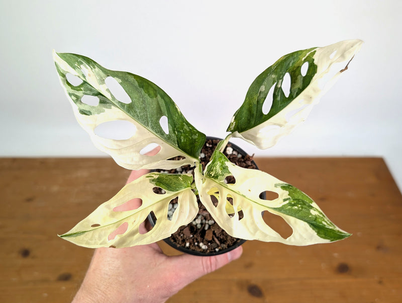 Monstera Adansonii Albo - Exact Plant #19C