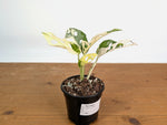 Monstera Adansonii Albo - Exact Plant #19C