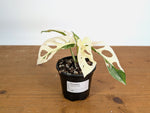 Monstera Adansonii Albo - Exact Plant #19D