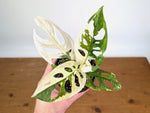 Monstera Adansonii Albo - Exact Plant #19E