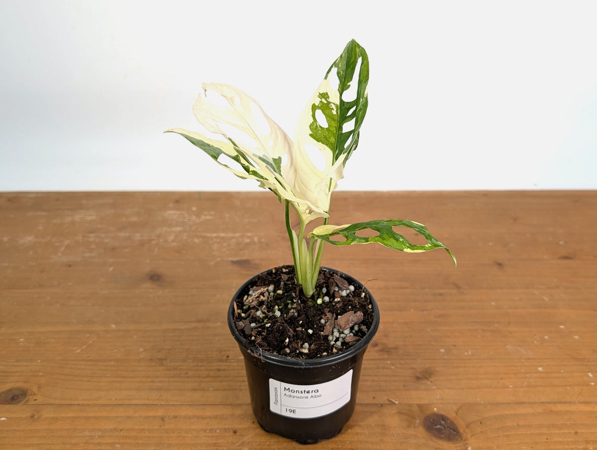 Monstera Adansonii Albo - Exact Plant #19E