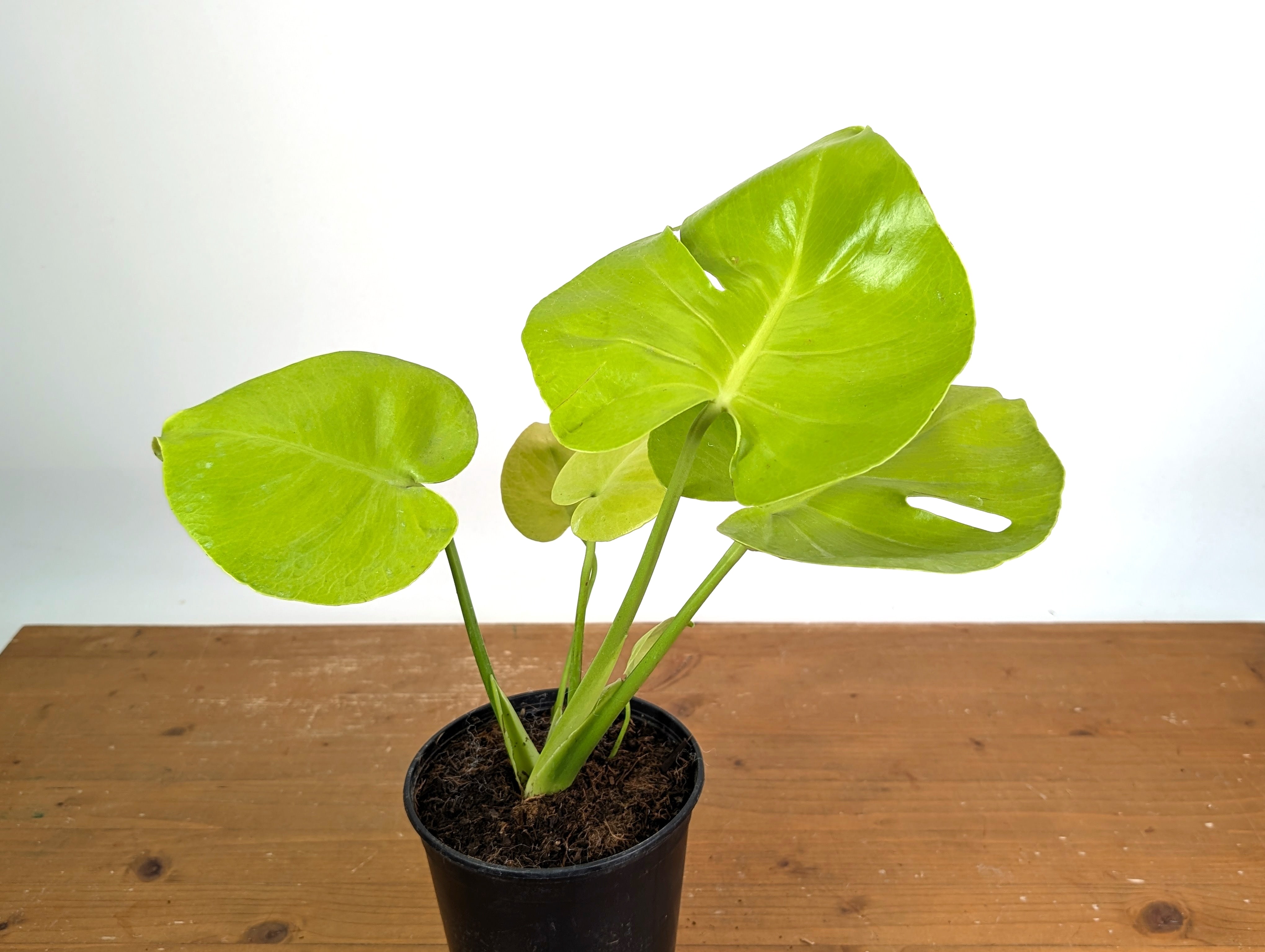 Monstera Lemon Lime – Plantamani Plants