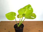 Monstera Lemon Lime