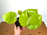 Monstera Lemon Lime