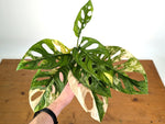 Monstera Adansonii Tricolor Aurea Variegated - Exact Plant #19A