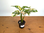 Monstera Adansonii Tricolor Aurea Variegated - Exact Plant #19A