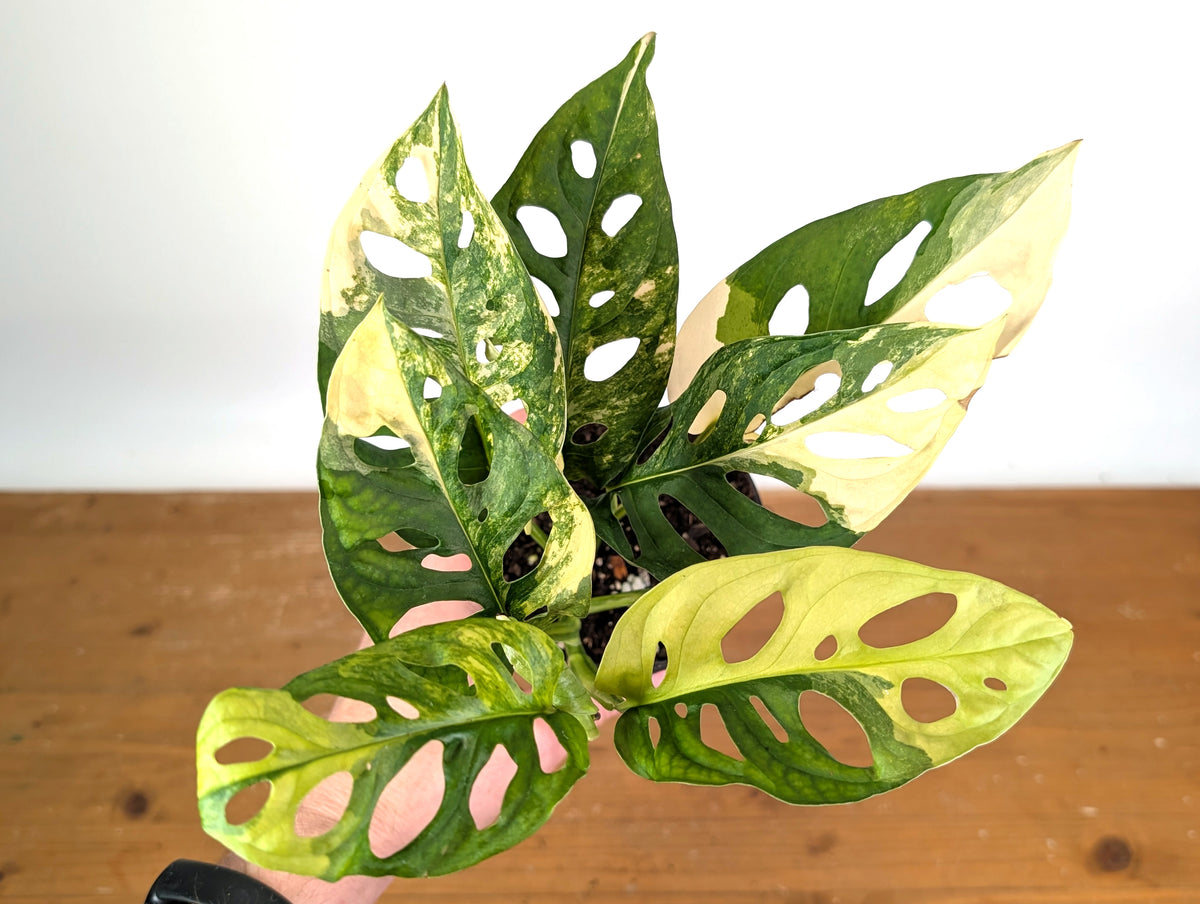 Monstera Adansonii Tricolor Aurea Variegated - Exact Plant #19B
