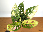 Monstera Adansonii Tricolor Aurea Variegated - Exact Plant #19B