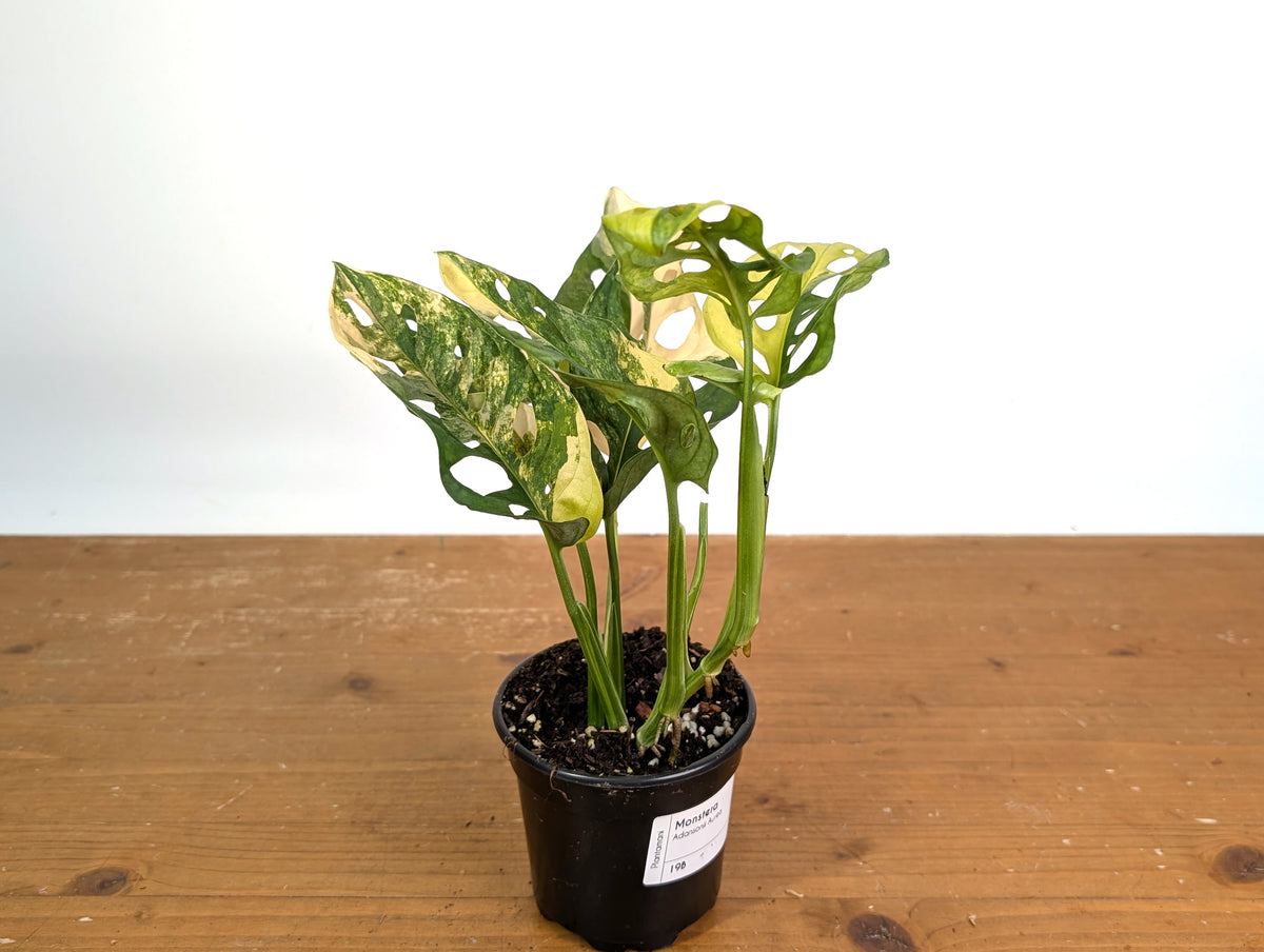 Monstera Adansonii Tricolor Aurea Variegated - Exact Plant #19B