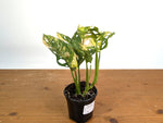 Monstera Adansonii Tricolor Aurea Variegated - Exact Plant #19B