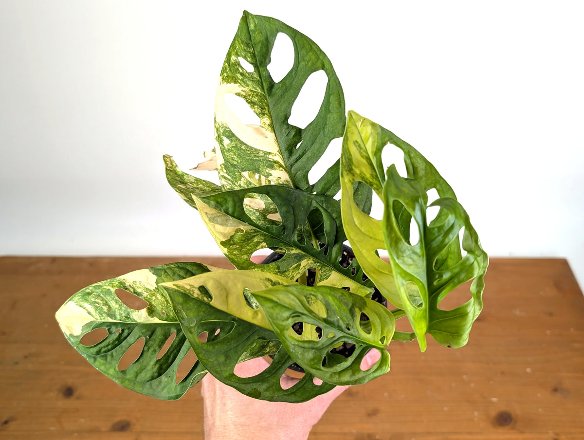 Monstera Adansonii Tricolor Aurea Variegated - Exact Plant #19C