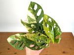 Monstera Adansonii Tricolor Aurea Variegated - Exact Plant #19C