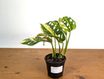 Monstera Adansonii Tricolor Aurea Variegated - Exact Plant #19C