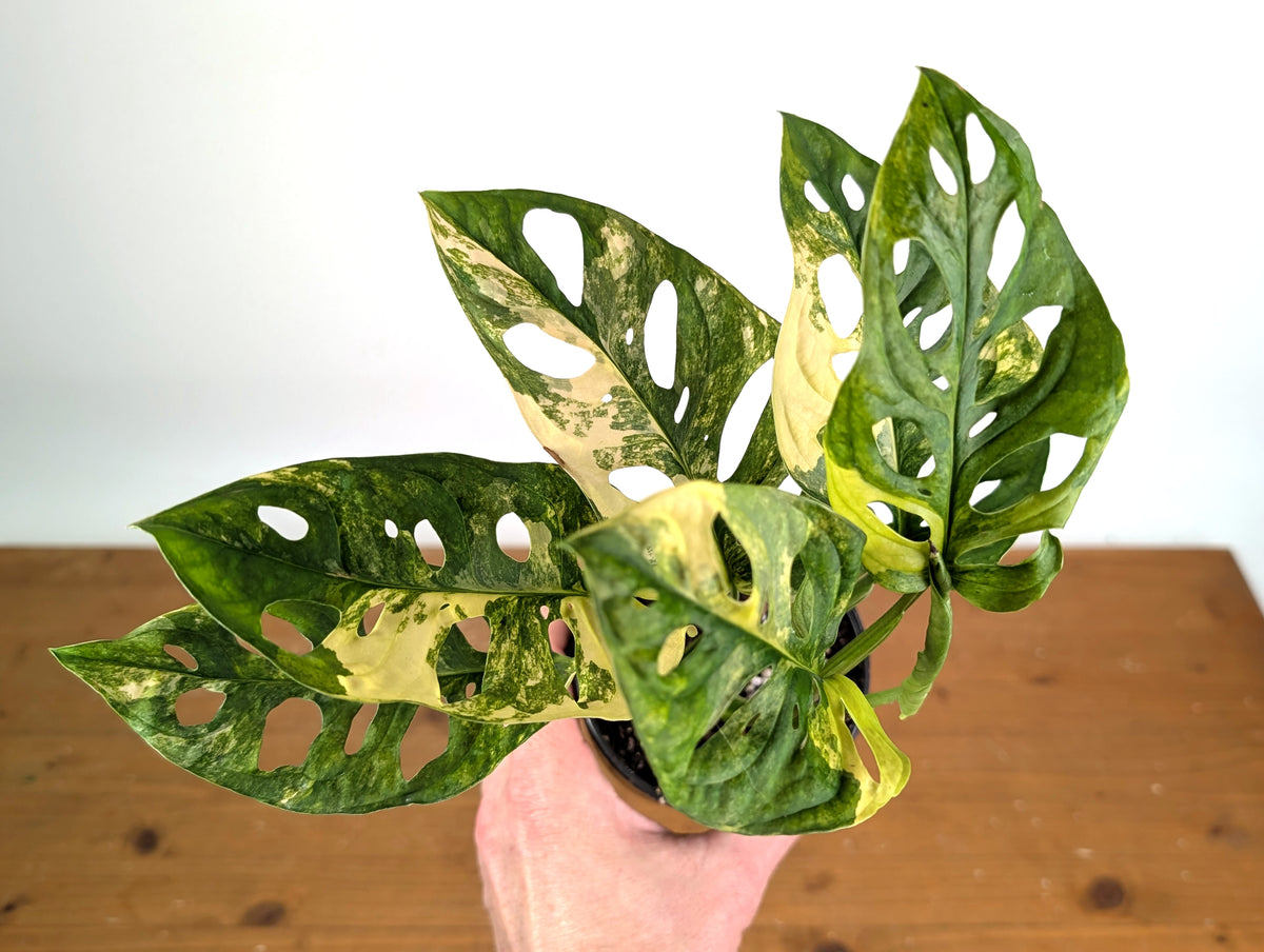 Monstera Adansonii Tricolor Aurea Variegated - Exact Plant #19D