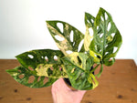 Monstera Adansonii Tricolor Aurea Variegated - Exact Plant #19D