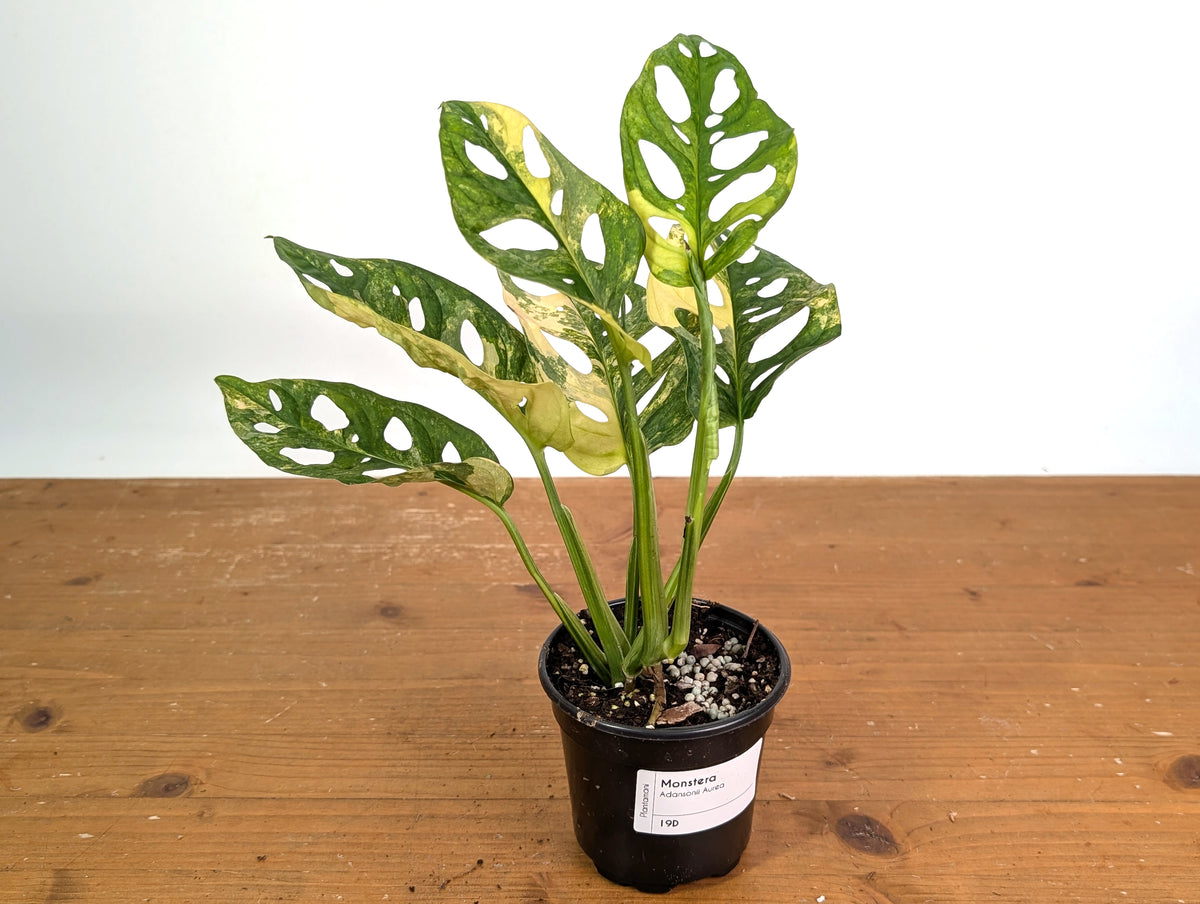 Monstera Adansonii Tricolor Aurea Variegated - Exact Plant #19D