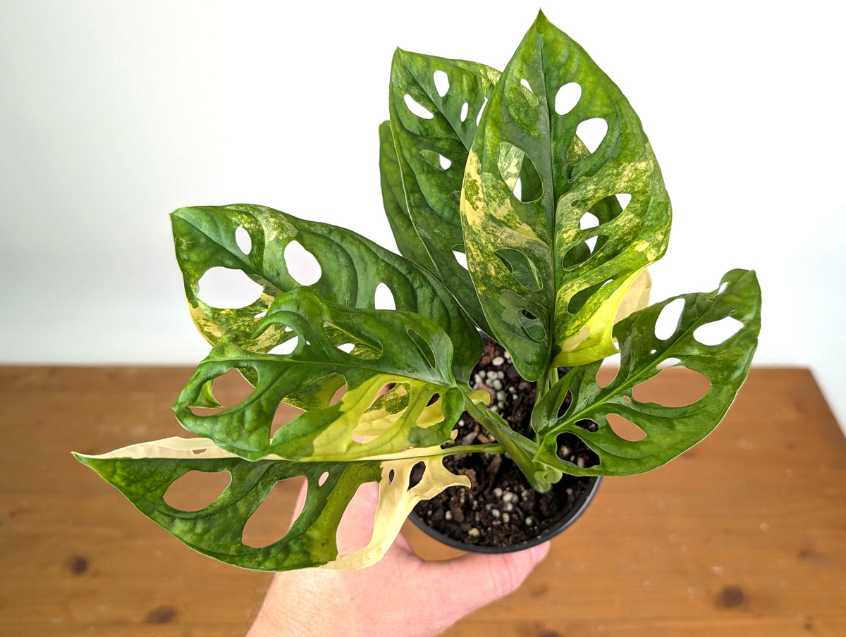 Monstera Adansonii Tricolor Aurea Variegated - Exact Plant #19E