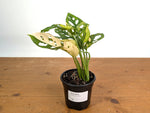 Monstera Adansonii Tricolor Aurea Variegated - Exact Plant #19E