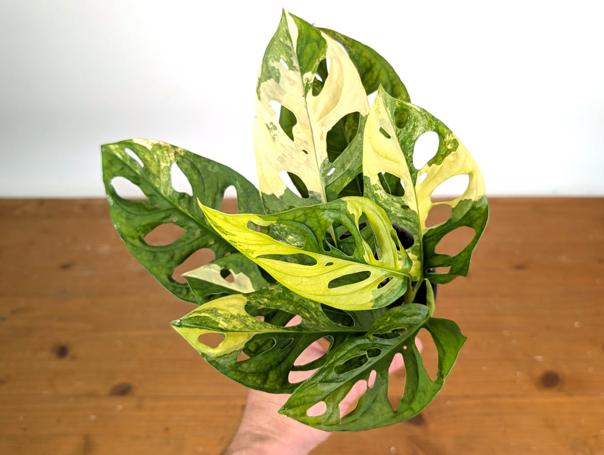 Monstera Adansonii Tricolor Aurea Variegated - Exact Plant #19F