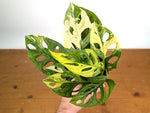 Monstera Adansonii Tricolor Aurea Variegated - Exact Plant #19F