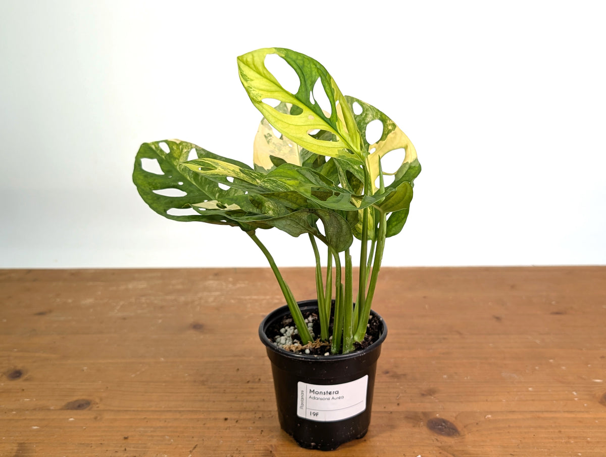 Monstera Adansonii Tricolor Aurea Variegated - Exact Plant #19F