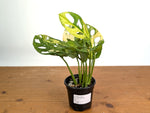 Monstera Adansonii Tricolor Aurea Variegated - Exact Plant #19F