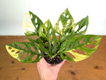 Monstera Adansonii Tricolor Aurea Variegated - Exact Plant #19G