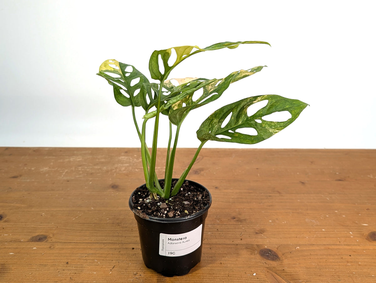 Monstera Adansonii Tricolor Aurea Variegated - Exact Plant #19G