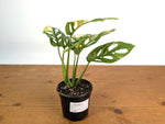 Monstera Adansonii Tricolor Aurea Variegated - Exact Plant #19G