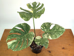 Monstera Deliciosa 'Green Snow' Variegated - Exact Plant #19A
