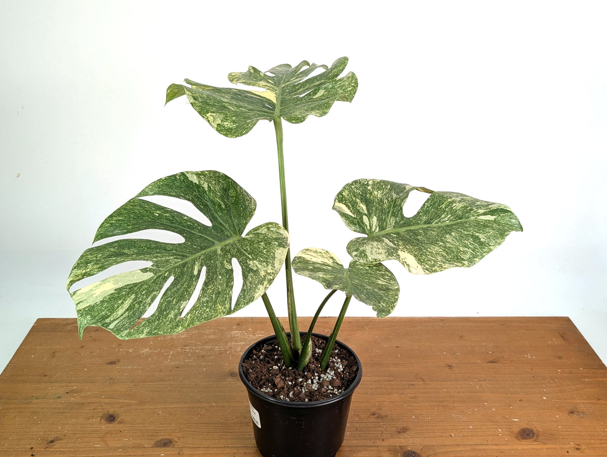 Monstera Deliciosa 'Green Snow' Variegated - Exact Plant #19A