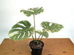Monstera Deliciosa 'Green Snow' Variegated - Exact Plant #19A