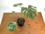 Monstera Deliciosa 'Green Snow' Variegated - Exact Plant #19B