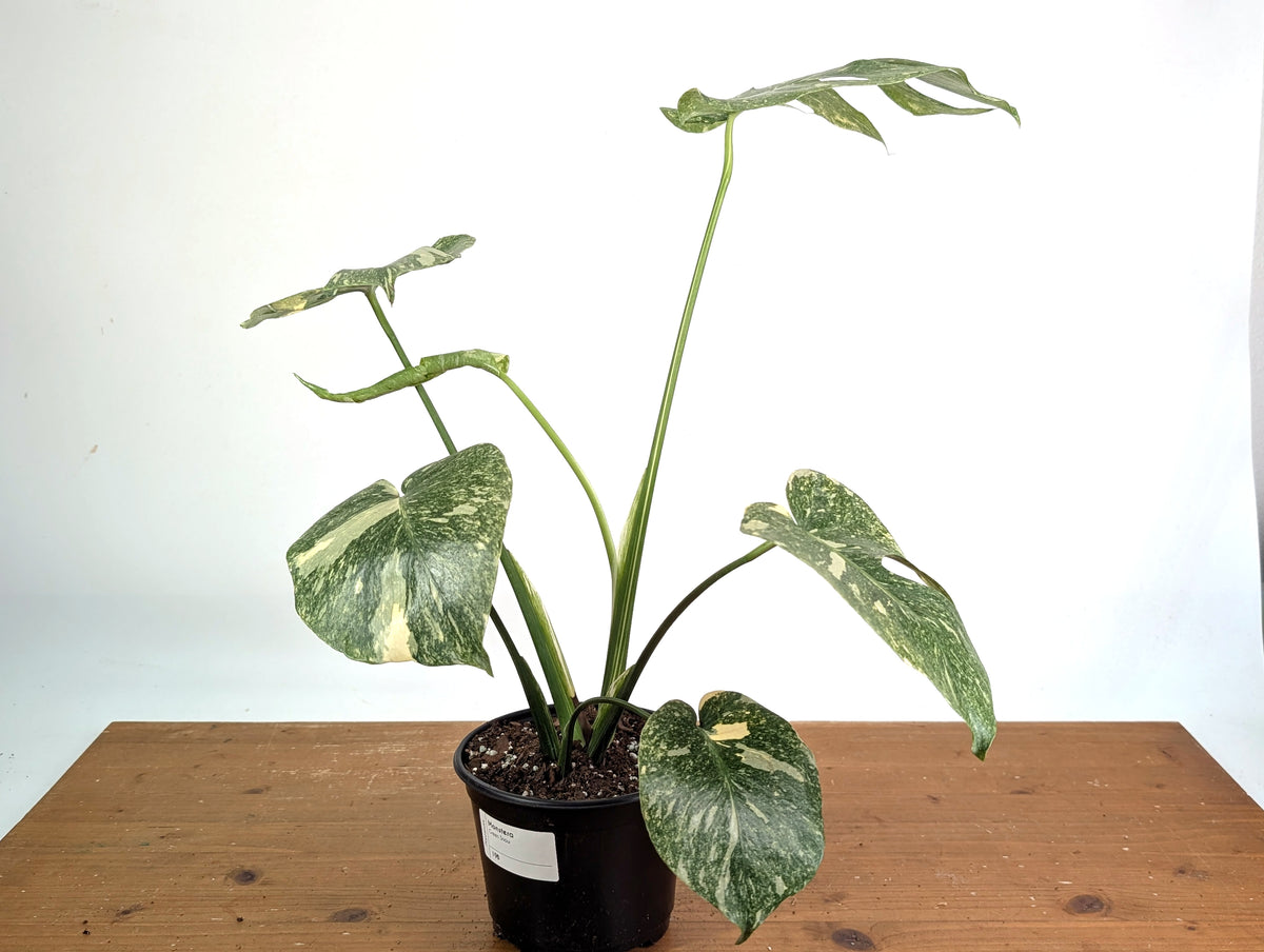 Monstera Deliciosa 'Green Snow' Variegated - Exact Plant #19B