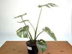 Monstera Deliciosa 'Green Snow' Variegated - Exact Plant #19B