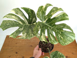 Monstera Deliciosa 'Green Snow' Variegated - Exact Plant #19C