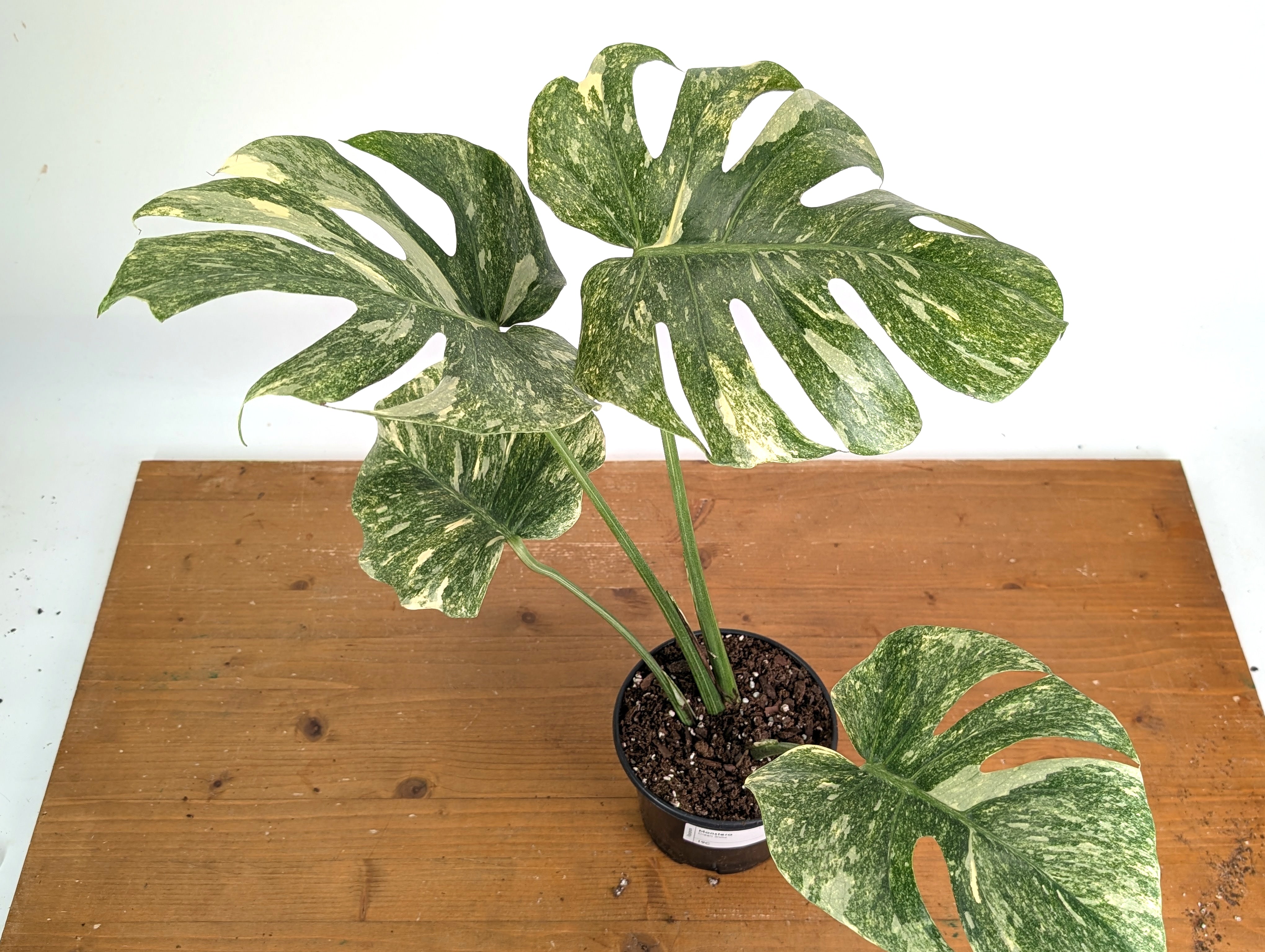 Monstera Deliciosa 'Green Snow' Variegated - Exact Plant #19C