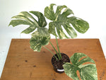 Monstera Deliciosa 'Green Snow' Variegated - Exact Plant #19C