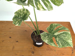 Monstera Deliciosa 'Green Snow' Variegated - Exact Plant #19C